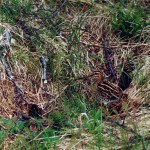 img-coll-0096