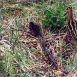 img-coll-0165