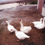 img-coll-0328