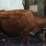 img-coll-0197